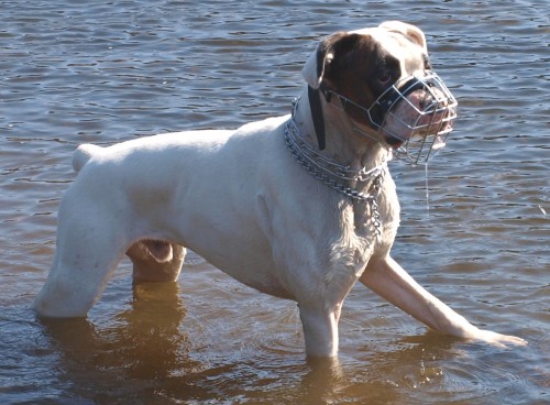 Ztratil se b�l� boxer