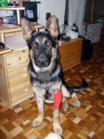 St�le hled�m n�meck�ho ov��ka