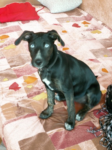 �ern� Fenka - modr� o�i