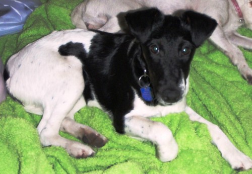 kr�tkosrst� fenka Foxteri�ra