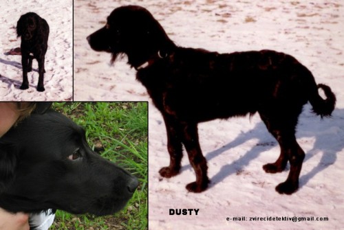 Hled� se Dusty - k��enec �ern� barvy s b�lou n�prsenkou