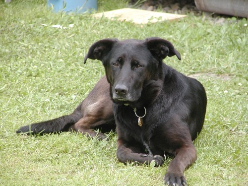 K��enec - vl��k, labrador