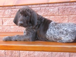 IRA - n�meck� kr�tkosrst� oha�ka