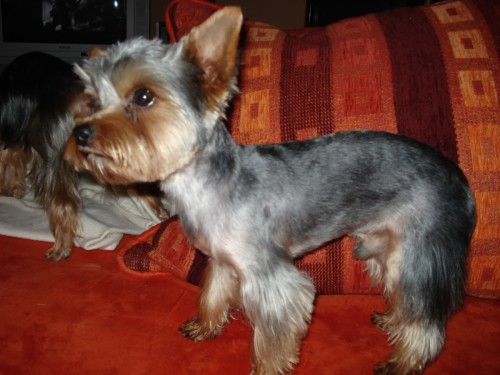 ZTRATIL SE JORK��RSK� TERI�R