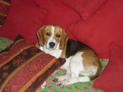 Ztratila se fena b�gl�ka