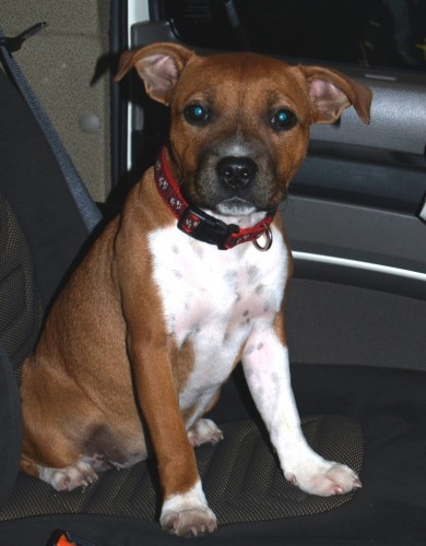 Ztratilo se �t�n� Stafbulla