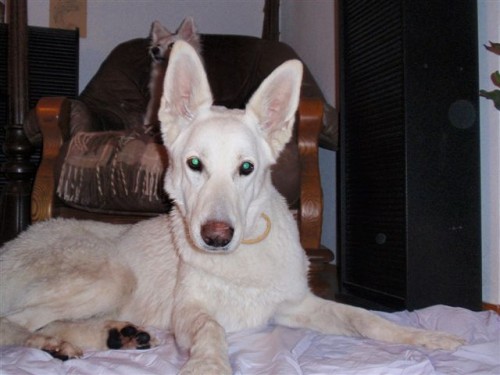 B�l� ov�a�ka - Boney