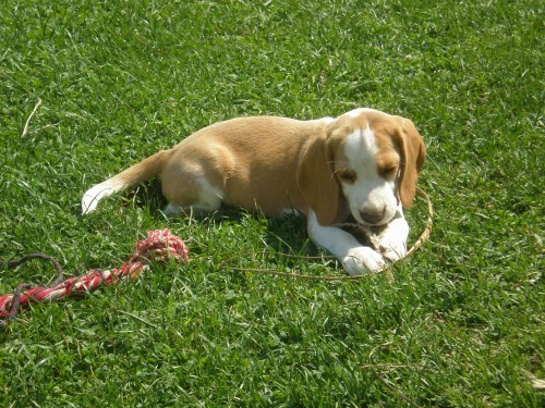 Hled� se �t���tko beagle
