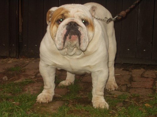 ANGLICK� BULDOK-PROD�M 17.M�S��N�HO PSA S PP