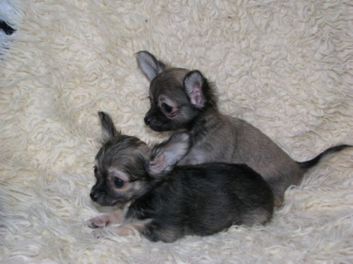 �ivava dlouhosrst� 