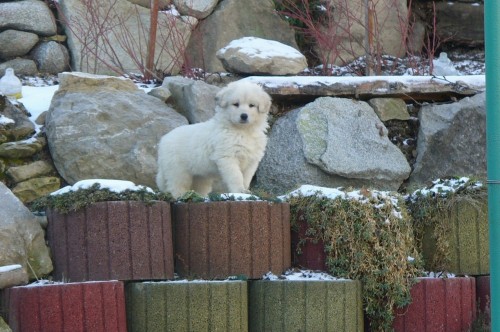 �teniatka Slovensk�ho �uva�a