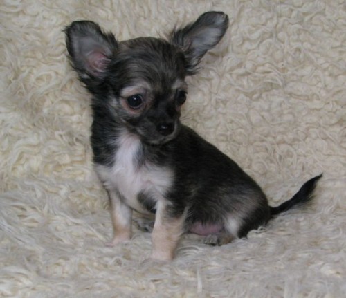 �ivava dlouhosrst� 