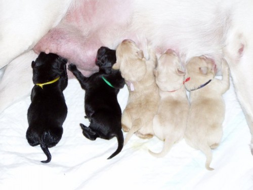 �t��ata - labradorsk� retriever!