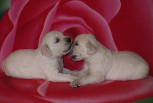 Zlat� retriever- �t���tka s PP