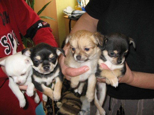 �ivav� �t��ata