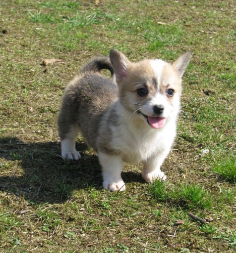 welsh corgi pembrok