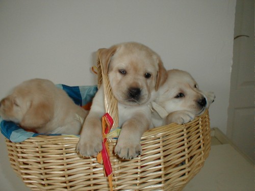 Labradorsk� retriver-�t�n�tka