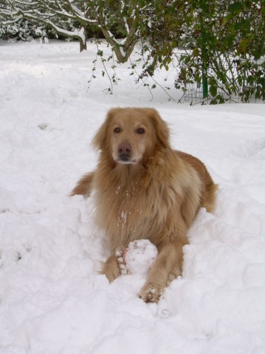 Hled�me hovi sle�inku