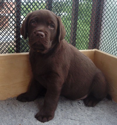 Labradorsk� retriever