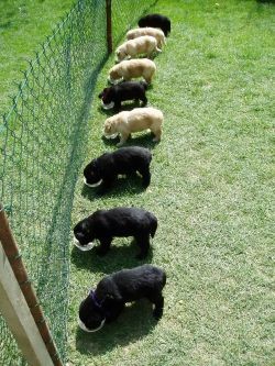 Hovawart-�t���tka s PP