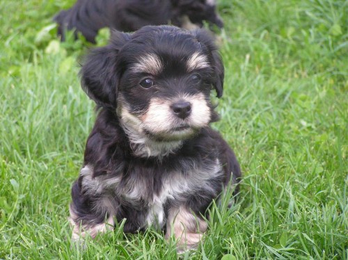 Havansk� ps�k - ��. s PP