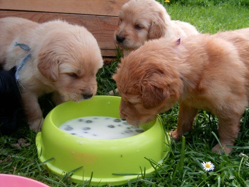 Hovawart-�t�n� s PP