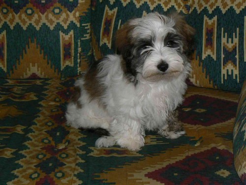 Havansk� ps�k Bi�onek