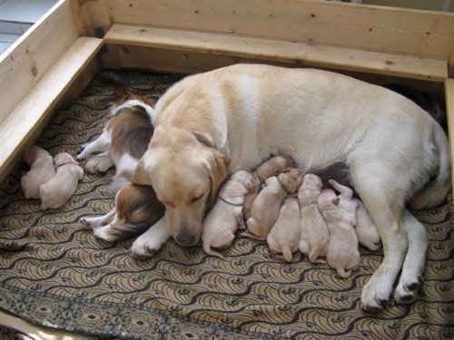 Prod�m �t��ata labradora s PP