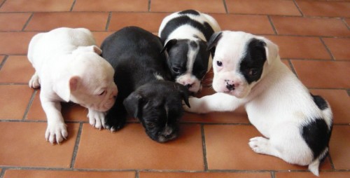 Francouzsk� buldo�ek