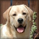 Nab�z�me kryt�