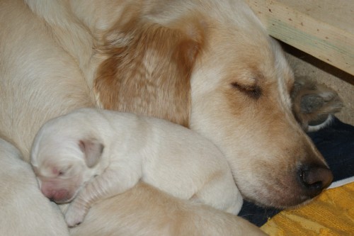 Prod�m �t���tka zlat�ho retrievera (kluky)