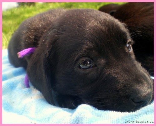 �t���tka labradorsk�ho retrievera