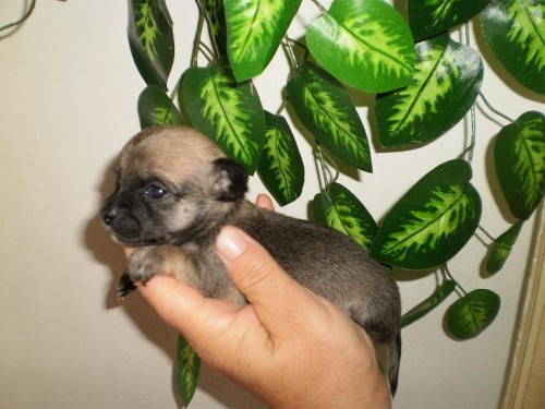 �ivava kr�tkosrst�-�t�n�tka bez PP k ZAMLUVEN�-VOLN� MALI�K� PEJSEK 