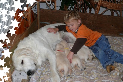 �t��ata golden retrievera