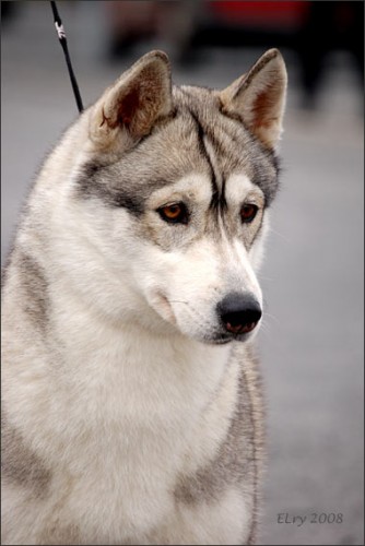 Siberian husky - sibi�sk� husky