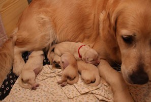 �t���tka zlat�ho retrievera s PP