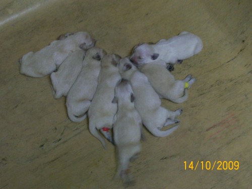 �t���tka Zlat�ho retrivra bez PP