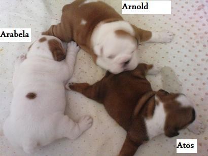 �t��ata s PP - v�no�n� d�re�ky