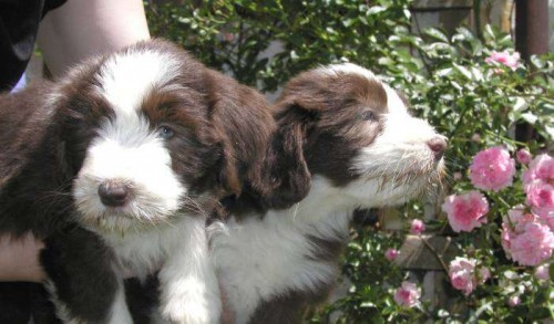 Bearded collie- tata s PP