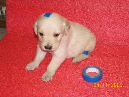 �t���tko-pejsek bez PP