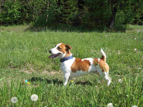 nab�z�m ke kryt� JRT