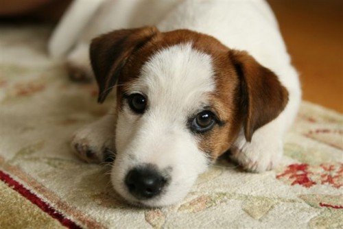 Jack Russel Terier  �t��ata s PP
