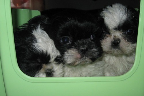 krsn tntka shih tzu