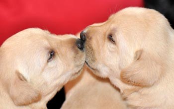 Labrador �t��ata s PP