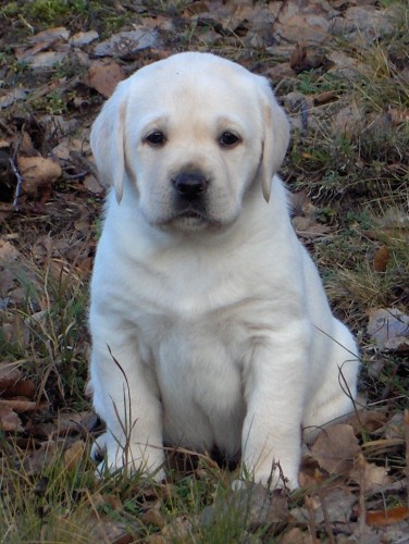 Labrador-�lut� �t���tka s PP