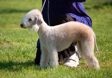 Bedlington terier s PP