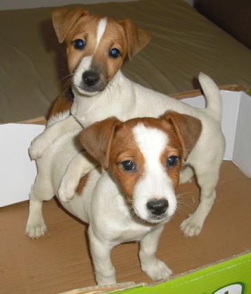 Jack Rusel Terier