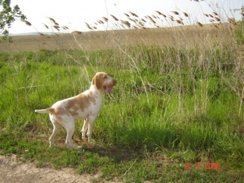 Bracco Italiano