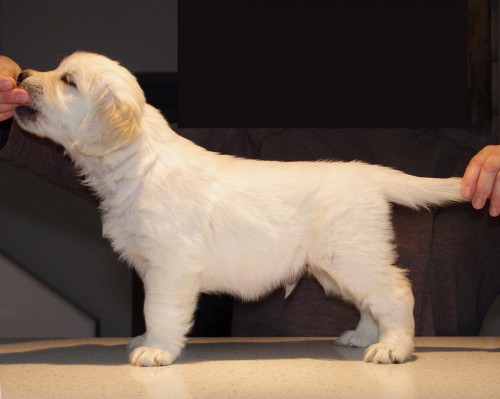 Zlat� retr�vr/Golden Retriever �t��ata