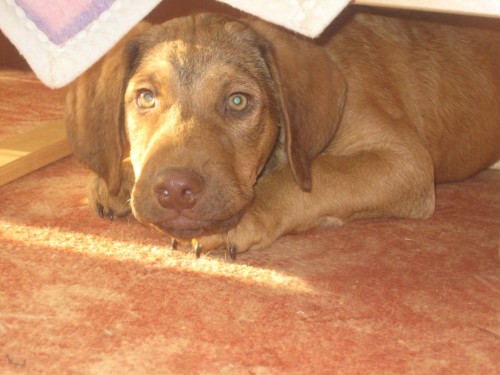 Chesapeake bay retriever